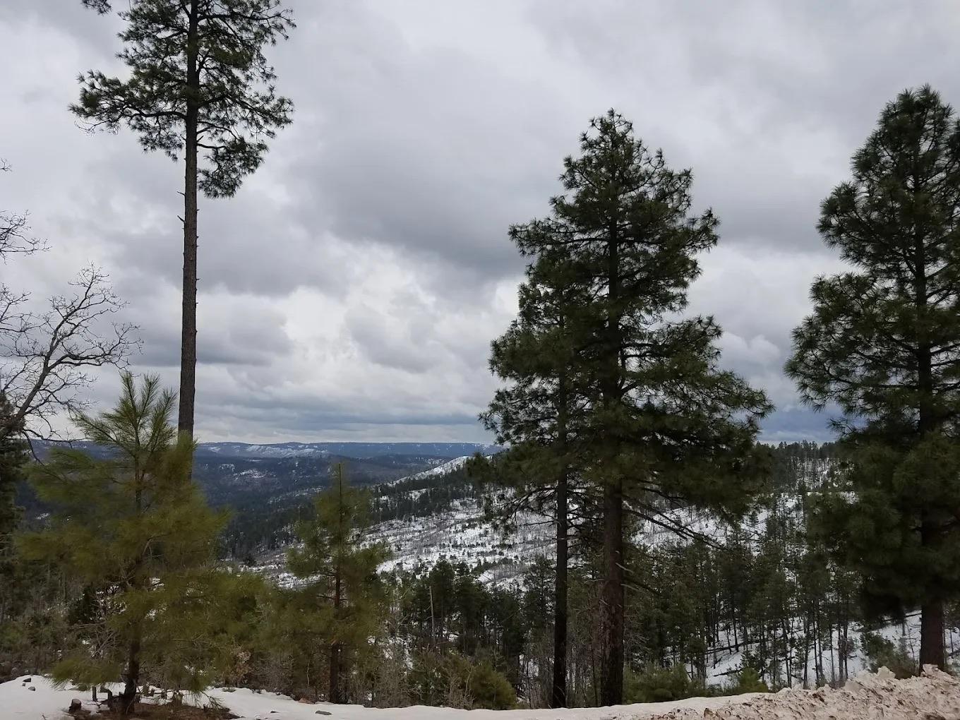 A winter view across the Mogollon Rim through tall ponderosa pines